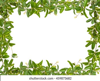 Vine leaves with small flower frame over white background - Shutterstock ID 459873682