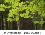 Vine Maple (Acer circinatum) backlit in Ross Lake National Recreation Area, Washington