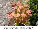 Vine maple (Acer circinatum) is a species of maple native to northwestern North America. Vine maple typically grows as a low-elevation costal tree in temperate areas of high precipitation