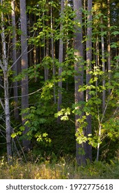 Vine Maple Along Cedar River Trail                              