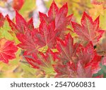 Vine maple leaves maple leaves autumn red leaves for herbarium