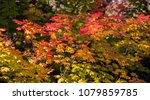 Vine maple leaves at peak fall color on the Santiam pass in the Willamette National forest in Oregon.