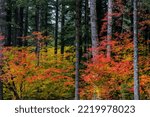 Vine Maple trees in autumn at Silver Falls State Park near Silverton, Oregon, USA