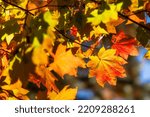 Vine Maples begins to turn colors in the forest in the Cascade Mountains as we get into autumn colors and fall colors at Metolius Preserve managed by Deschutes Land Trust in Bend Oregon.