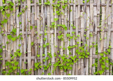 Vine On Bamboo Wall