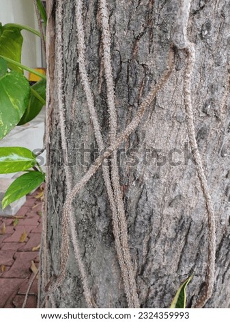 vine on the old trunk tree under sunlight