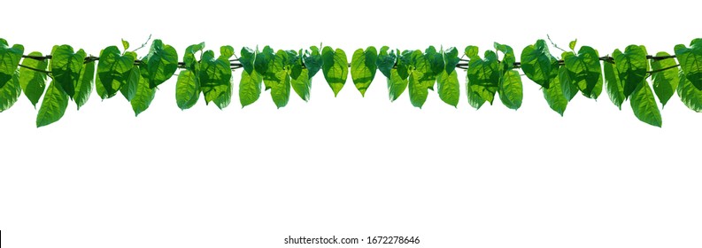 つる植物 High Res Stock Images Shutterstock