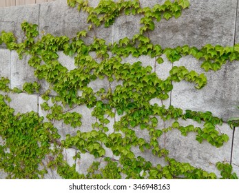 30,168 Vine on stone wall Images, Stock Photos & Vectors | Shutterstock