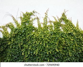 Vine On Wall