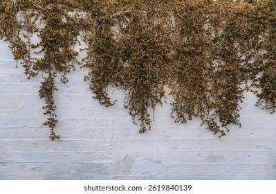 Vine overgrowing white painted concrete wall