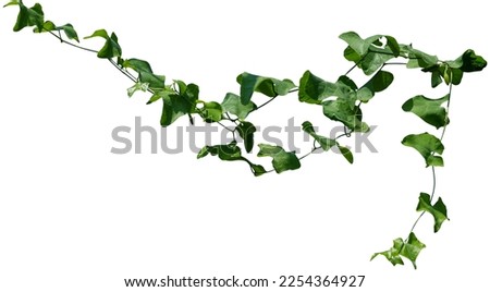 Vine plant, Branch creeper leaf green, Liana tropical nature. Clipping path