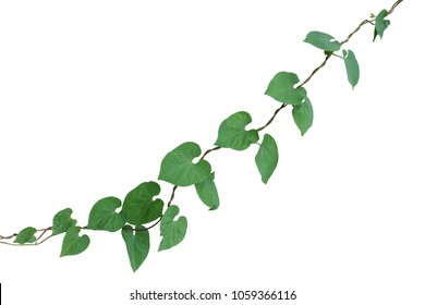 vine plant climbing isolated on white background. Clipping path - Shutterstock ID 1059366116