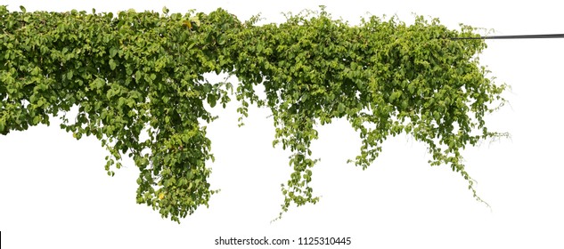 Vine Plant Climbing Isolated On White Background With Clipping Path Included.