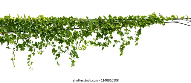 Vine Plant Climbing Isolated On White Background With Clipping Path Included.