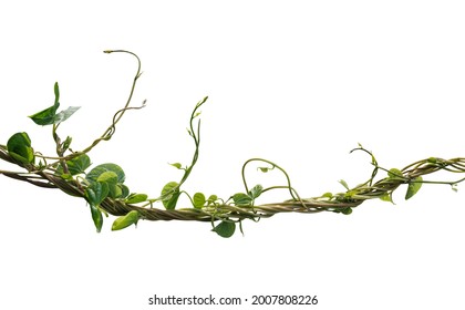 Vine Plant Climbing Isolated On White Background. Clipping Path