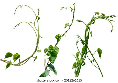 vine plant climbing isolated on white background. Clipping path