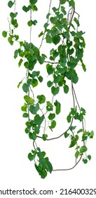 Vine Plant Climbing Isolated On White Background. Clipping Path