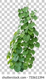 Vine plant growing green leaves, ivy plant isolated green tropical hang creeper climbing on transparent layer have clipping path