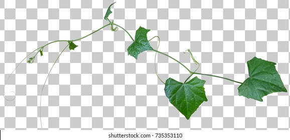 Vine Plant Growing Green Leaves, Ivy Plant Isolated Green Tropical Hang Creeper Climbing On Transparent Layer Have Clipping Path