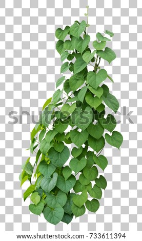 Vine plant growing green leaves, ivy plant isolated green tropical hang creeper climbing on transparent layer have clipping path