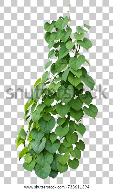 Vine plant growing green leaves, ivy plant isolated\
green tropical hang creeper climbing on transparent layer have\
clipping path