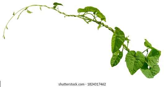 Vine Plant Ivy Isolated On White Background. Clipping Path