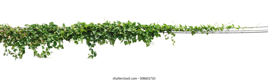 Vine Plant, Ivy Leaves On Poles Isolated On White Background