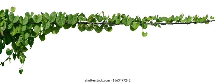 Vine Plant Jungle, Climbing Isolated On White Background. Clipping Path