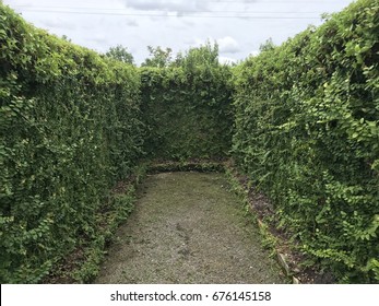 Vine Plant Wall On Dead End In Maze.