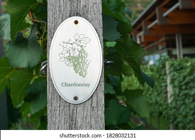 Vine plants with a "Chardonnay" sign on a vineyard. Chardonnay is a white wine grape variety of vitis vinifera.