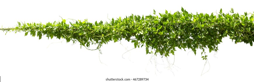 vine plants isolate on white background - Shutterstock ID 467289734