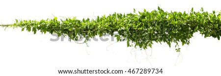 vine plants isolate on white background