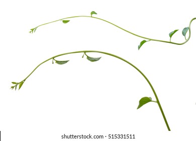 vine plants isolated on white background, clipping path