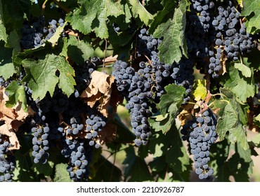 Vine With Ripe Grapes Before Harvesting. Wine-making. Technology Of Wine Production In Moldova.  Viticulture. 