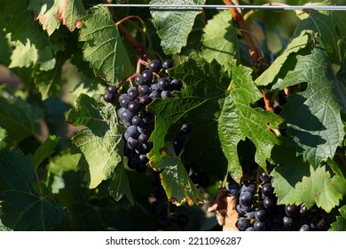 Vine With Ripe Grapes Before Harvesting. Wine-making. Technology Of Wine Production In Moldova.  Viticulture. 