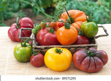 Vine Ripened, Variety of Freshly Picked  Home Grown Tomatoes Arranged in a Basket and on a Table in a Back Yard with Tomato Plants in the Background - Powered by Shutterstock