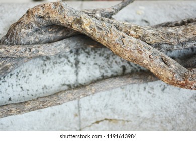 Vine Roots creeping on a wall. Roots and vines sprawled across a textured surface. - Shutterstock ID 1191613984