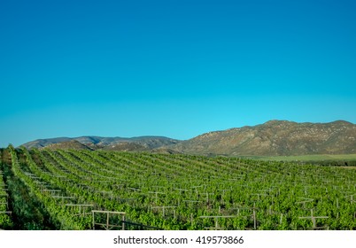 Vine Route Highway Tecate Ensenada Baja California Mexico