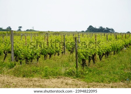 A vine with rows of aligned plants

