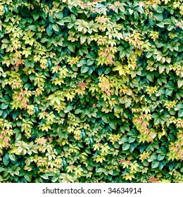 Vine seamless background.