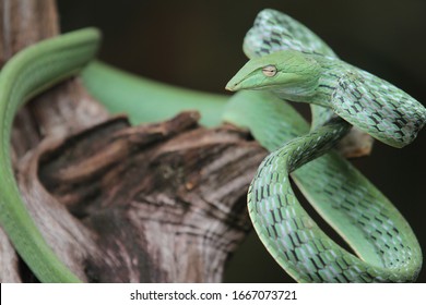 Royalty Free Snake Food Stock Images Photos Vectors Shutterstock