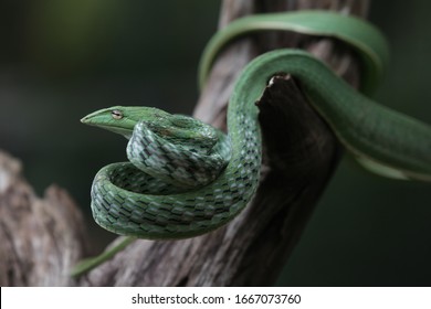 476 Snake of bangladesh Images, Stock Photos & Vectors | Shutterstock