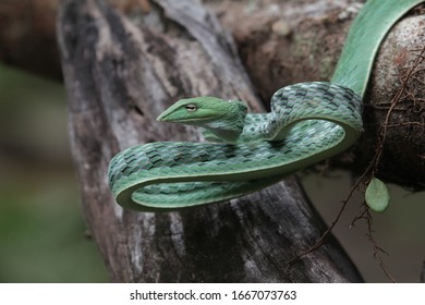 476 Snake of bangladesh Images, Stock Photos & Vectors | Shutterstock