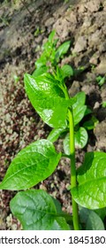 Vine Spinach Or  Basella Alba L Of Family Basellaceae