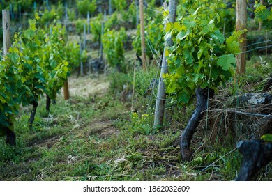 Vine terraces on the slopes of the Miño and Sil rivers in Galicia (Spain), characterized by the high inclination of the slopes of their banks. For this reason it is recognized as Heroic Viticulture. 