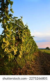 Vine in a vineyard in the sunset