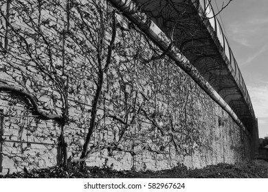 Vine in wall