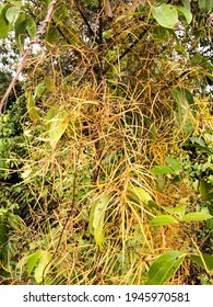 A Vine Wrapped Around A Cinnamon Tree