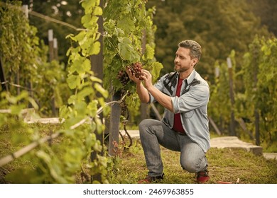 vinedresser with grapes bunch. male vineyard owner. professional winegrower - Powered by Shutterstock