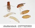 Vinegar fly, fruit fly (Drosophila melanogaster). All life stages: egg, larvae, pupa and adult fly in various shots. Isolated on a light background.